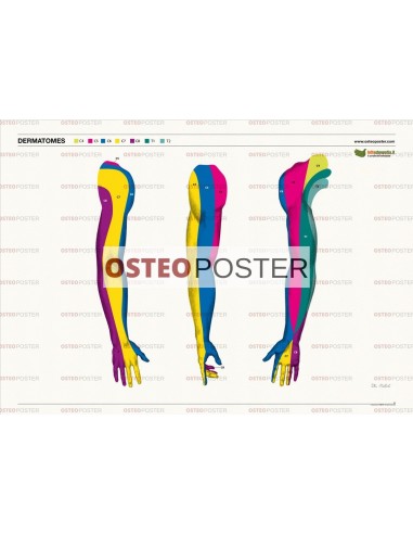 Osteoposter - Dermatomi Braccia